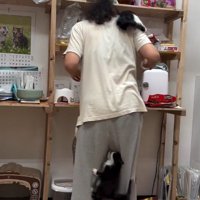 人間に登る子猫たち