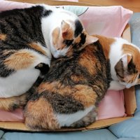 三毛猫姉妹の毛柄が強調されたシンクロ寝