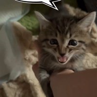 飼い主の腕にしがみついて鳴き声をあげる子猫