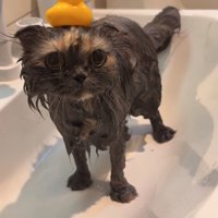 アヒルを頭にのせる猫