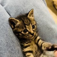 投稿主さんの真似をして万歳する子猫