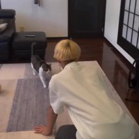 男性のもとへ歩いてくる猫