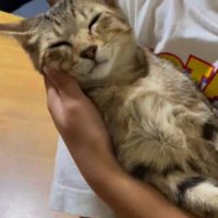 女の子に抱っこされて気持ち良さそうに眠るキジトラ猫