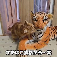 テロップ「まずは～」