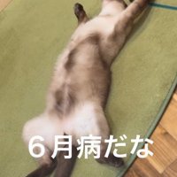 6月病を患った猫