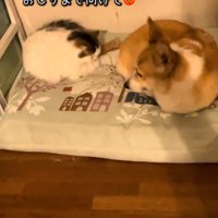 猫を見つめる犬