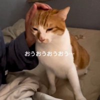 飼い主に頭を撫でてもらう猫
