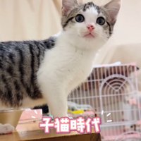 横を向く子猫