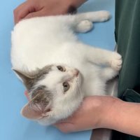 動物病院にいる子猫