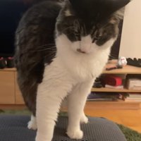 ソファの上に立って睨んでいる猫「いや怖い怖い」