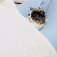 クッションでくつろぐ子猫