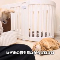 抱っこされたチワワを見ながら床で転がる茶トラ猫