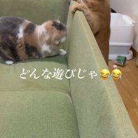 ソファの影に隠れる三毛猫