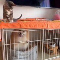 犬に興味を持つ猫