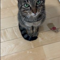 座って鳴いている猫