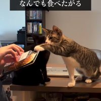 食べ物を触ろうとする猫