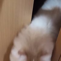 ドアの隙間から出てくる茶白猫