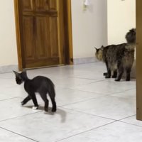 部屋にいる白黒の子猫と猫