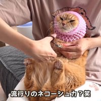 ネコーシュカ？