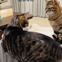 ママの膝の上から移動しようとするキジ白猫と順番を待つキジトラ猫