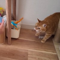シャッ