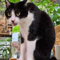 人相が変わった猫