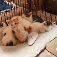 ケージの中の子猫