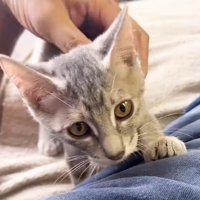人間のおなかに乗る猫