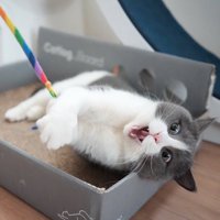 オモチャを見て大きく口を開くブリティッシュショートヘアー