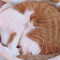 丸くなって寝る猫