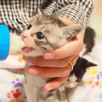 哺乳瓶でミルクを飲ませてもらう子猫
