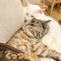 くっついて寝ている2匹の猫