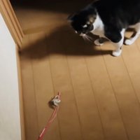投稿主さんがいなくて寂しそうに佇む保護猫
