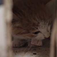 食べ物を食べる子猫