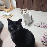 正面を向いている黒猫と三毛猫