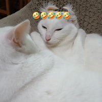 目を瞑る猫