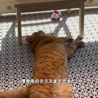 テラスで寝そべる猫