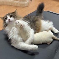 猫の下に潜り込むフェレットとバックに2匹のフェレット