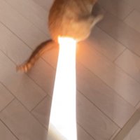 おしりに日光が当たる猫アップ