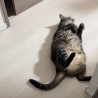 寝転がっている猫