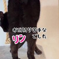 立ち去る黒猫