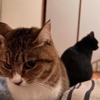カメラの方を向く猫と反対を向く猫