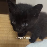 子猫