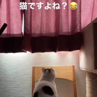 椅子に乗って壁側を見つめる猫の後ろ姿