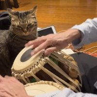 にらみつける猫