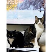 テレビ前にいる猫