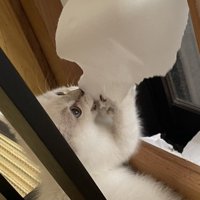 障子にかみつく子猫