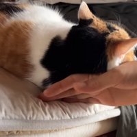 後頭部