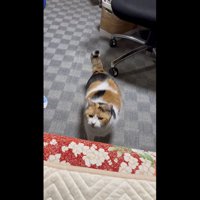 布団に入ろうとしているミケ