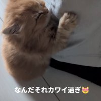 足を掴む猫